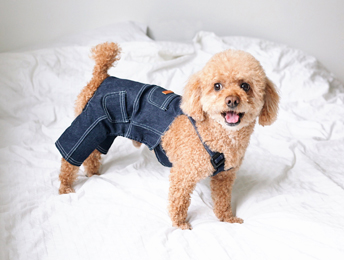 宠物狗服装